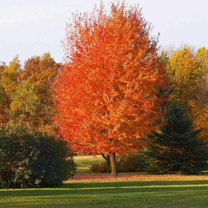Autumn Blaze Ahornbaumsamen - Freeman-Ahorn, schnell wachsend, trockenheitsresistent, pflegeleicht für Terrasse und Beeteinfassungen - 60 Stück
