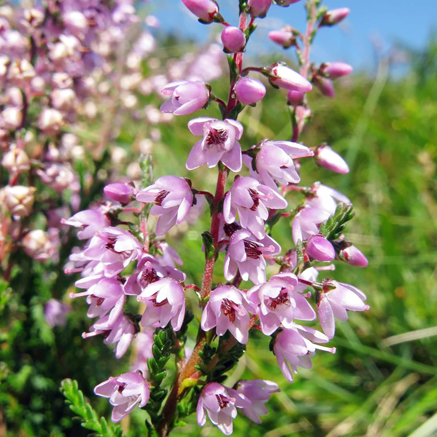 Scotch Heather Seeds for Planting,Calluna Vulgaris Low-Growing Evergreen Shrub for Patios