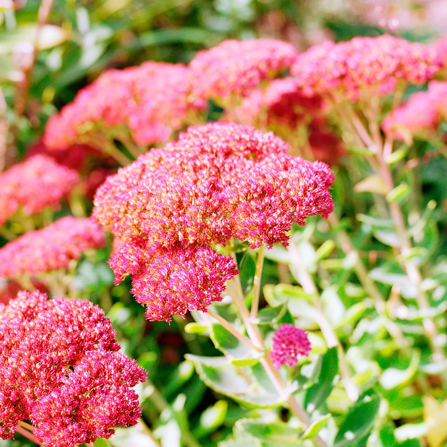Sedum Seeds Showy Stonecrop Perennial Border Stonecrop Deer And Rabbit Resistant Drought Tolerant Attracts Pollinators