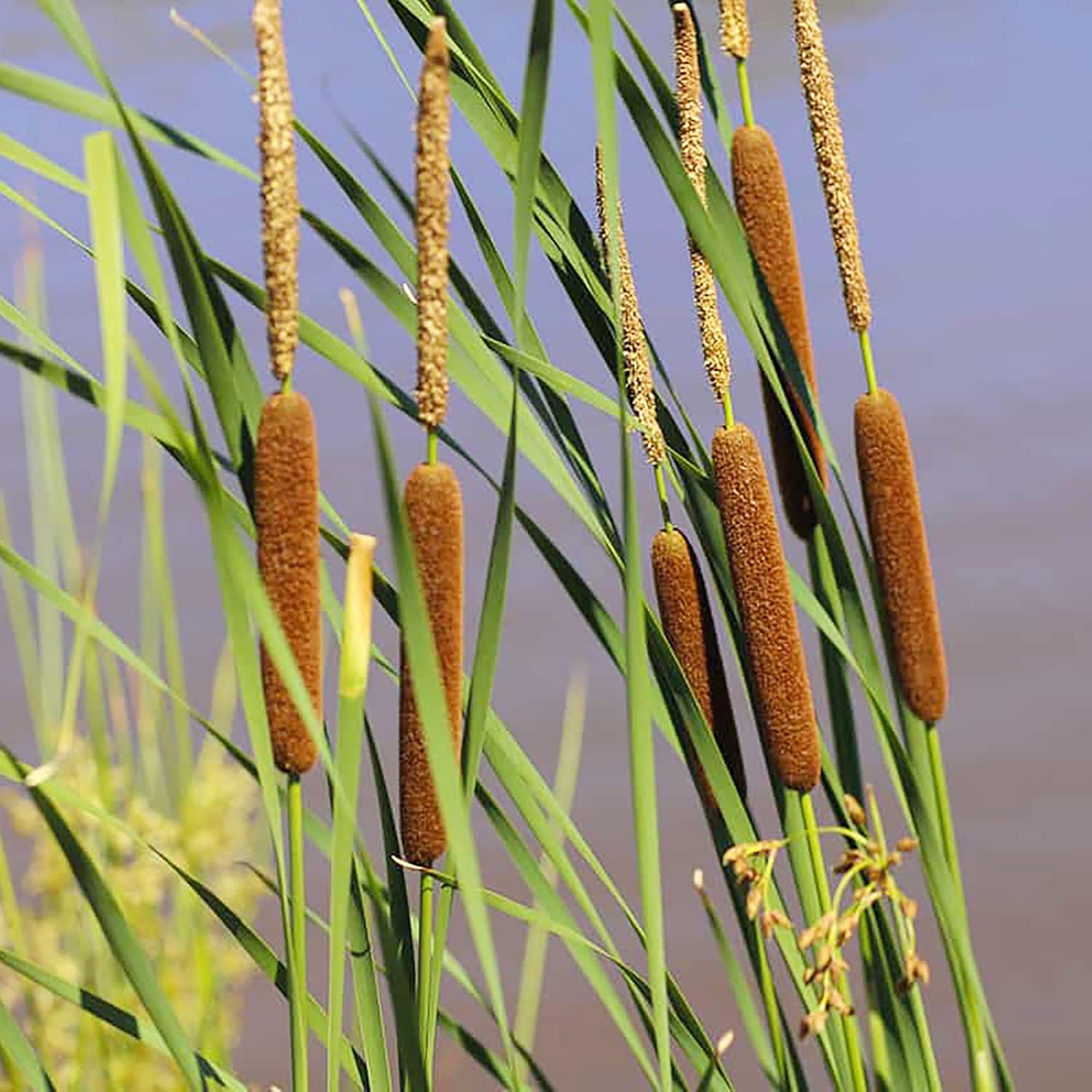 Cattail Seeds (Typha Latifolia) Broadleaf Cattail Perennial Fast-Growing for Ponds