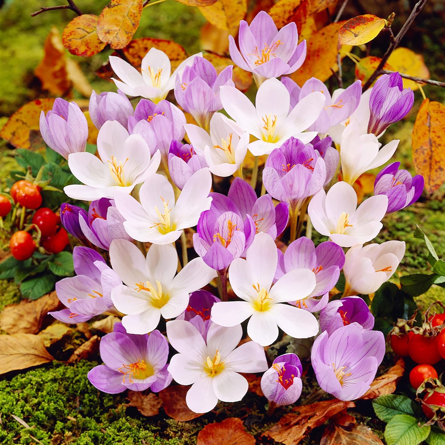 Autumn Crocus Seeds Colchicum Autumnale Cup-Shaped Flowers Minimal Maintenance Perennial Beds & Rock Gardens 100Pcs
