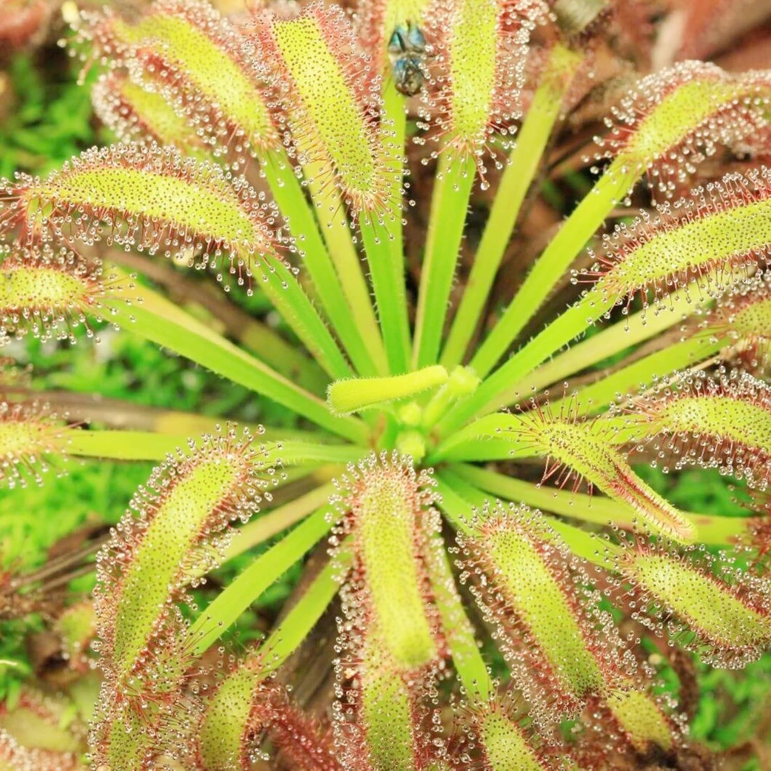 Sonnentausamen Drosera, fleischfressende Pflanzen, einzigartige Methode zum Einfangen von Insekten, dekorative Pflanzen für drinnen und draußen – 30 Stück