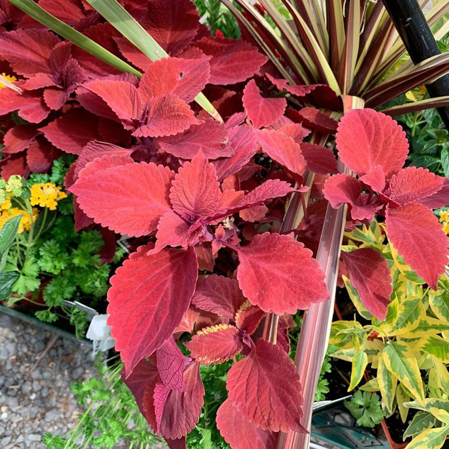 Coleus Redhead Seeds | Low Maintenance Evergreen Herb | Showy Red Foliage for Beds, Borders, and Containers | 100Pcs Outdoor Garden Seeds