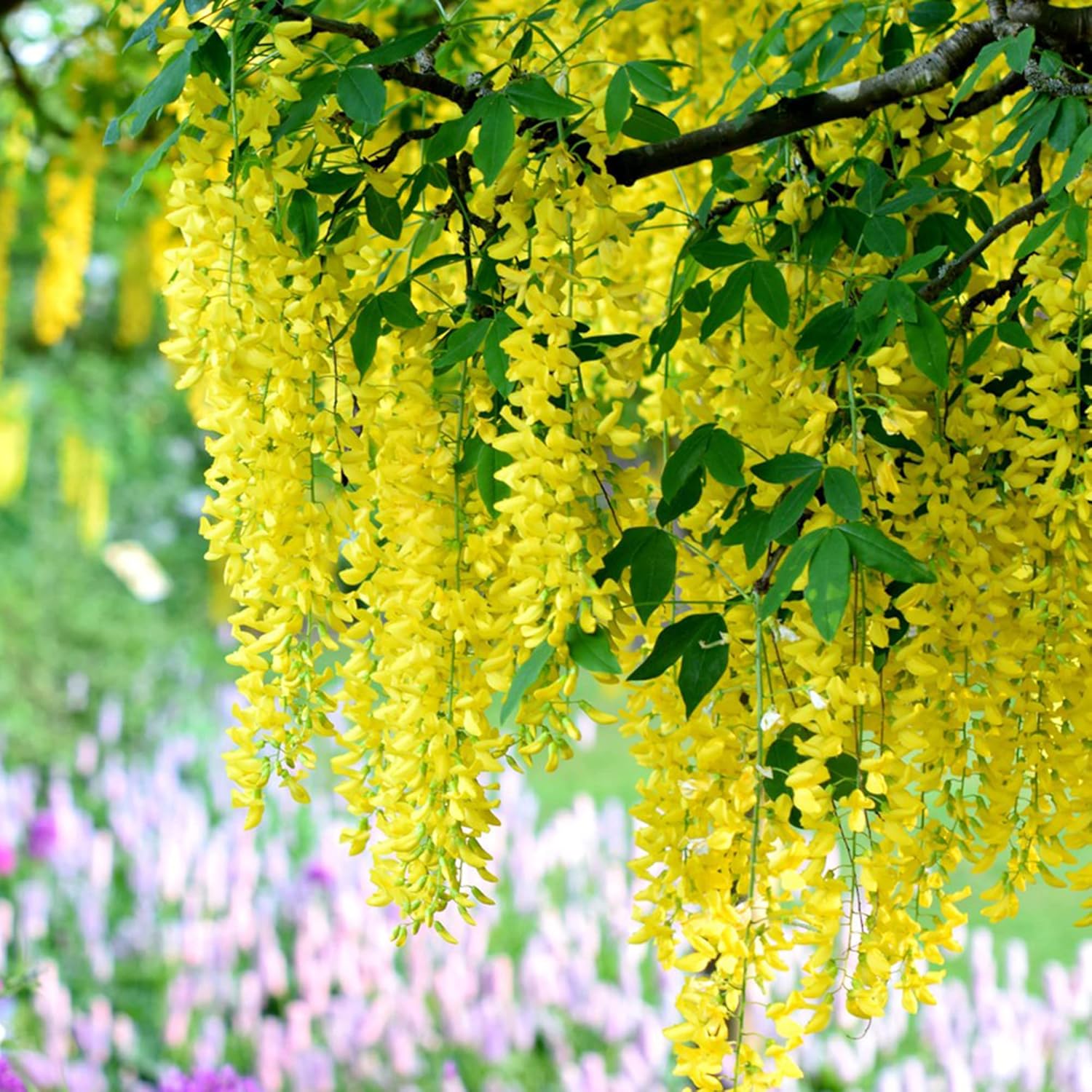 Yellow Wisteria Seeds  Wisteria Sinensis  Climbing Woody Vine  Fragrant Blooms  Ornamental Plant for Gardens and Landscapes  Outdoor