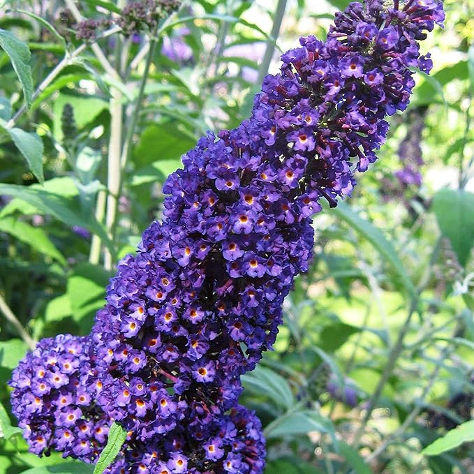 Purple Butterfly Bush Seeds  Buddleia Davidii, Fragrant  Fast Growing, Attracts Butterflies, Drought Tolerant Deciduous Shrub for Garden Bed