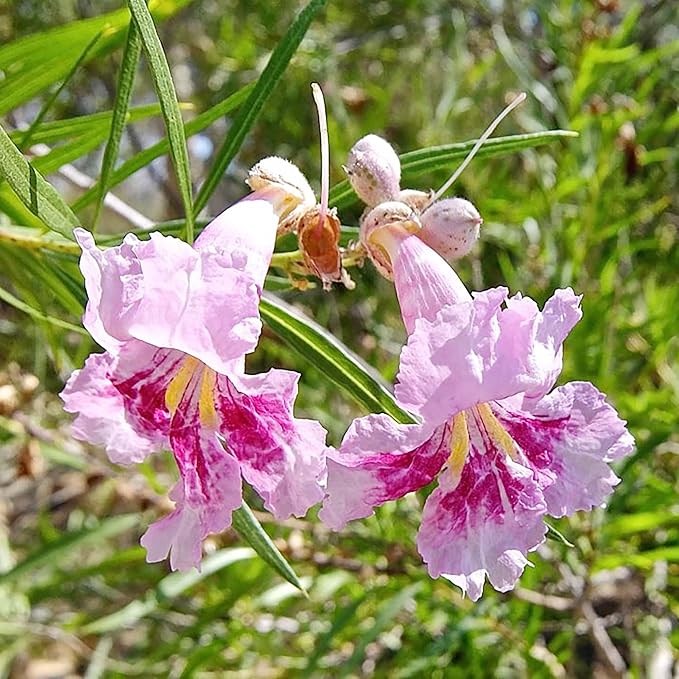 Graines d'arbustes de saule du désert (Chilopsis Linearis) - Sans OGM, résistants à la sécheresse, faciles à entretenir, à croissance rapide - 30 pièces