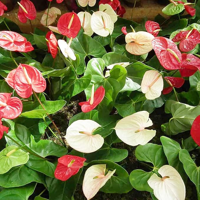 Anthurium Flamingo Flower Seeds  Perennial, Evergreen, Low Maintenance, Showy Cut Flowers for Indoor  Outdoor Containers