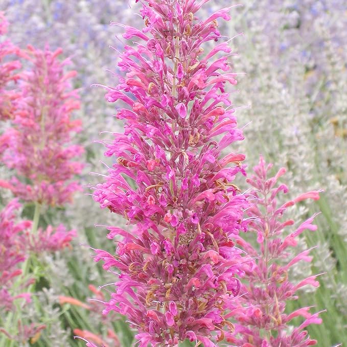 Hummingbird Mint Seeds  Agastache Heather Queen, Fragrant And Deer Resistant, Attracts Hummingbirds, Low Maintenance for Rock Garden And Border