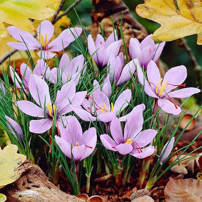 Garden Saffron Seeds, Perennial, Non GMO, Drought Tolerant, Ideal for Container Gardens