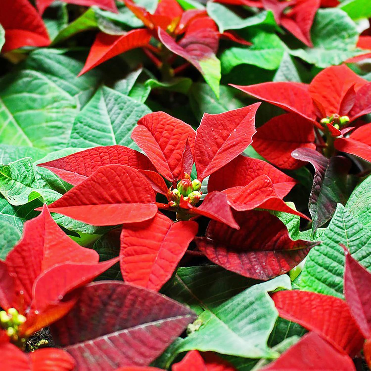 Poinsettia Christmas Star Perennial Shrub Seeds, Drought Tolerant for Landscape, Hedges, Patio And Indoor Outdoor Containers