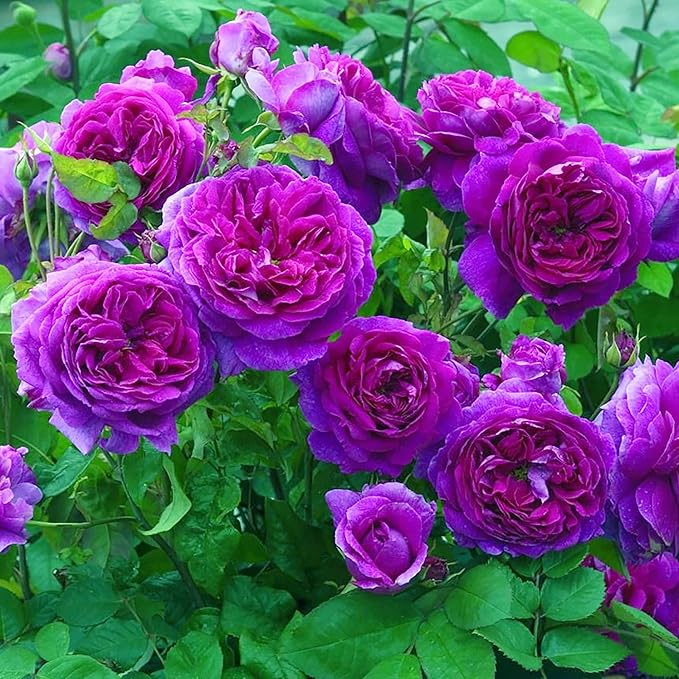 Graines de rosier grimpant violet - Fleurs parfumées pour la coupe, les compositions florales et l'attraction des pollinisateurs - Accents de jardin vertical pour treillis, tonnelles et clôtures - 5 pièces