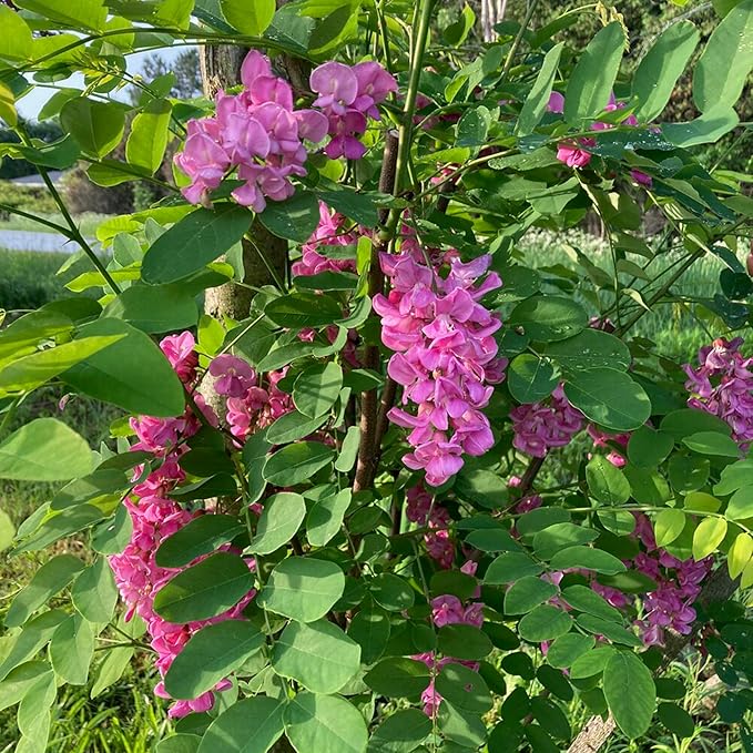 Purple Black Locust Seeds - Deciduous Ornamental Tree with Fragrant Flowers, Drought Tolerant, Attracts Pollinators