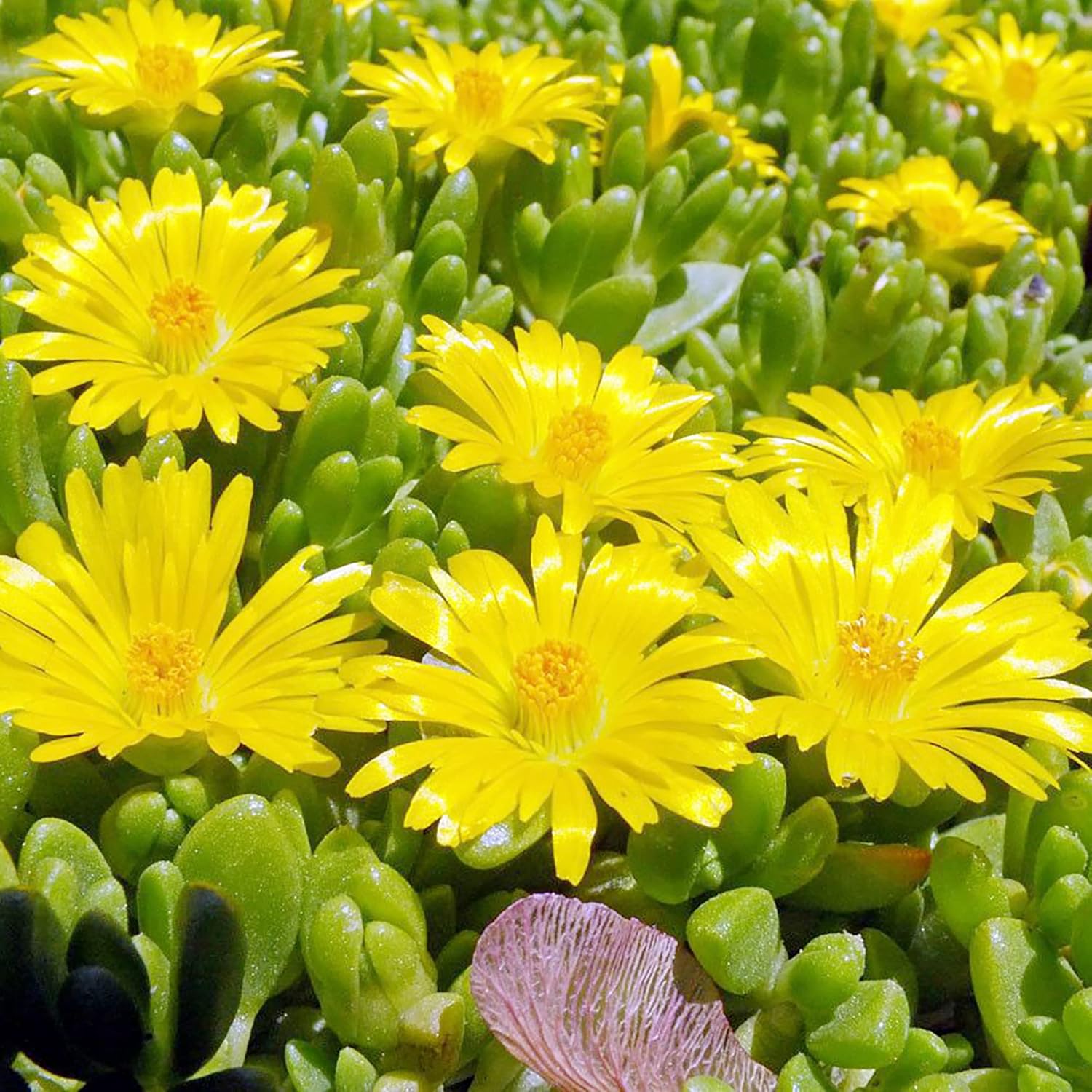 Graines de plante de glace jaune | Ornementale et comestible à feuilles persistantes | Attire les papillons | Couvre-sol résistant à la sécheresse pour les rocailles | 100 pièces