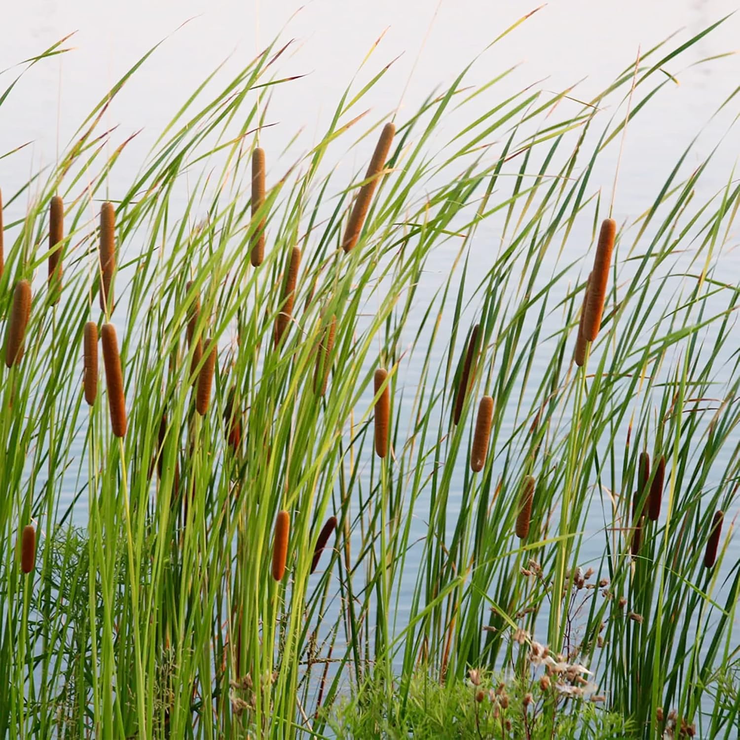 Cattail Seeds (Typha Latifolia) Broadleaf Cattail Perennial Fast-Growing for Ponds