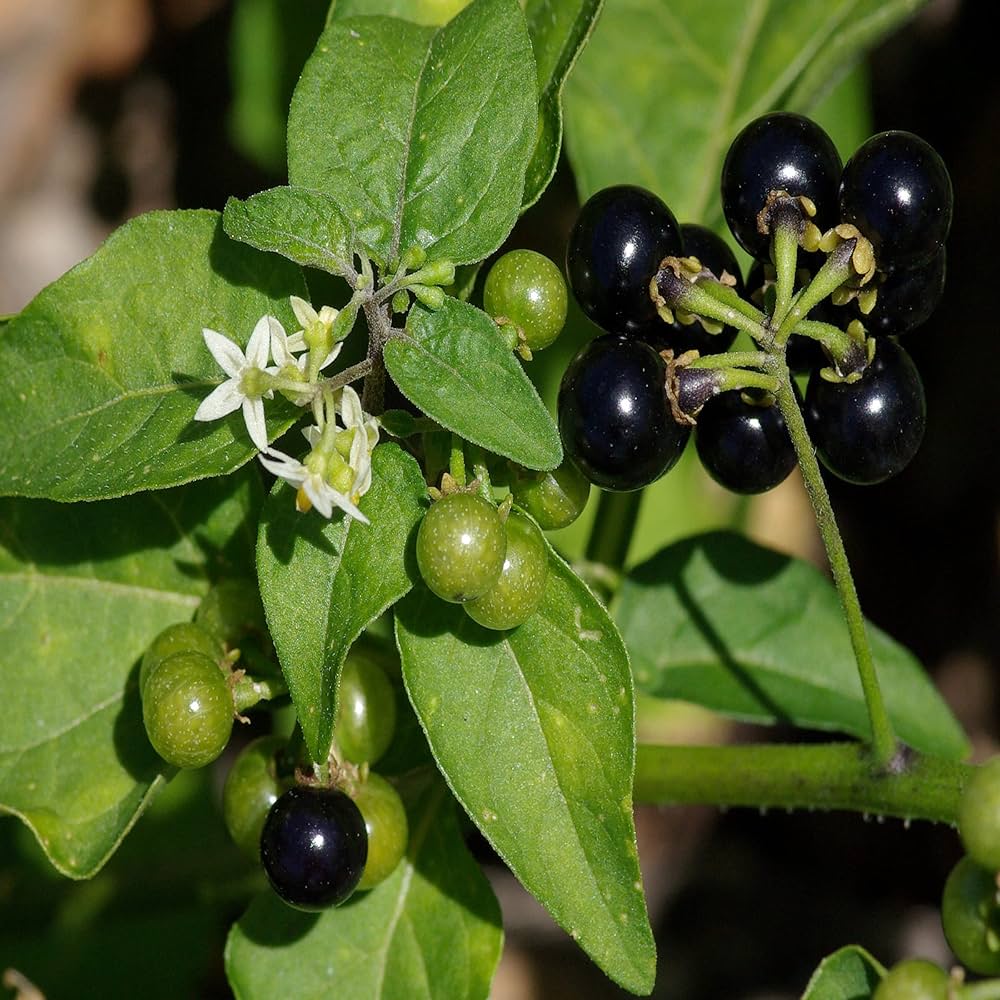 Graines de baies de Solanum Nigrum, plantation - 100 pièces