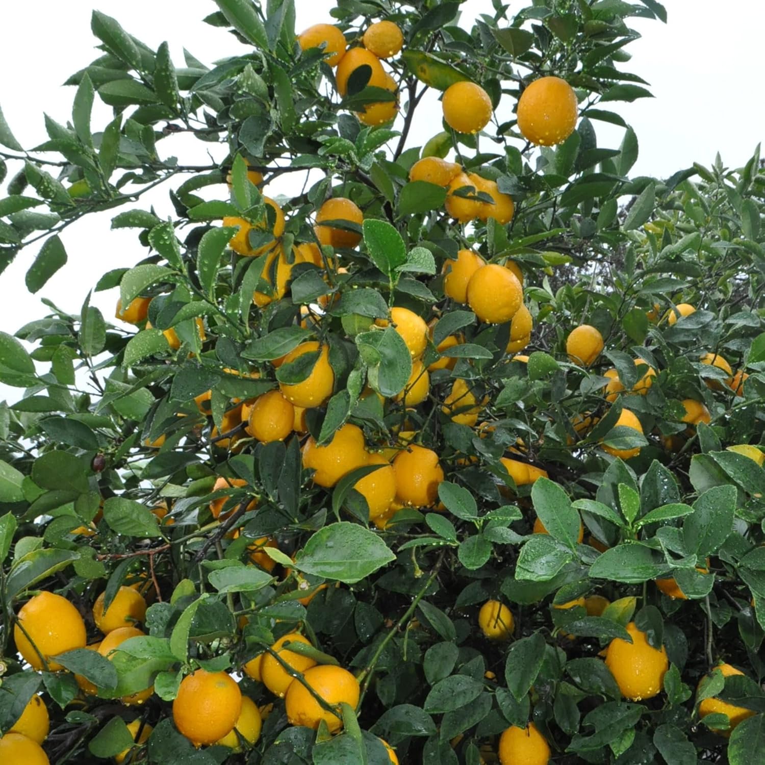 Meyer Lemon Seeds Edible Skin Juicy Slightly Sweeter Pulp Cooking  Baking Fragrant Flowers Ornamental Garden Beds Outdoor Fruit Seeds