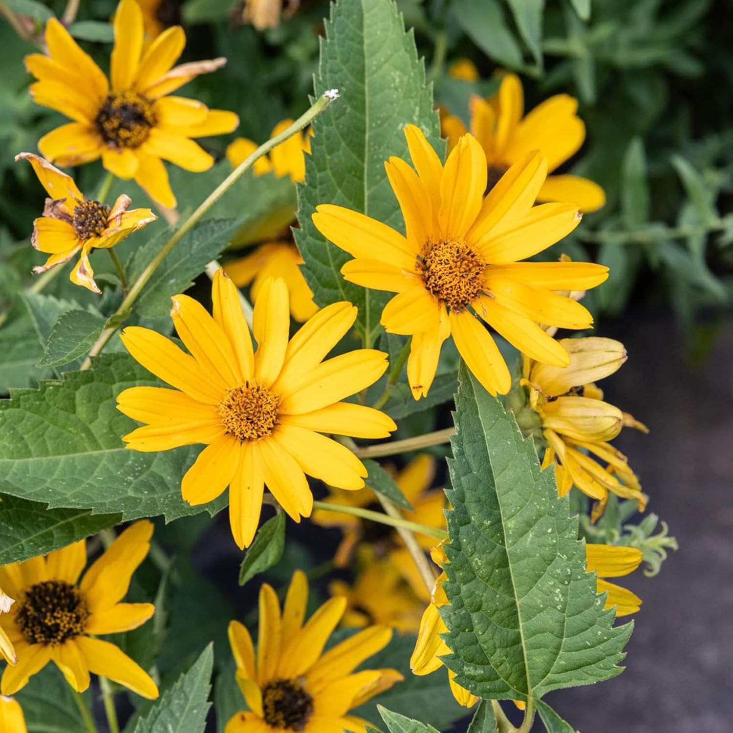 False Sunflowers Seeds (Heliopsis Helianthoides) | Perennial, Hardy, Heat & Drought Tolerant | Vibrant Cut Flowers for Patio, Container, and Garden Bed | 50Pcs Flower Seeds
