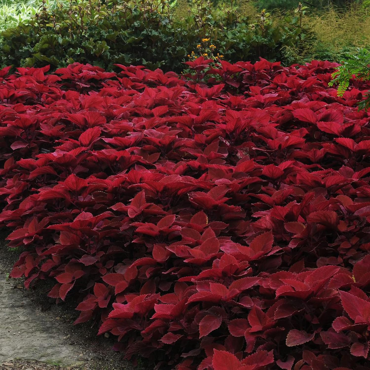 Coleus Redhead Seeds | Low Maintenance Evergreen Herb | Showy Red Foliage for Beds, Borders, and Containers | 100Pcs Outdoor Garden Seeds