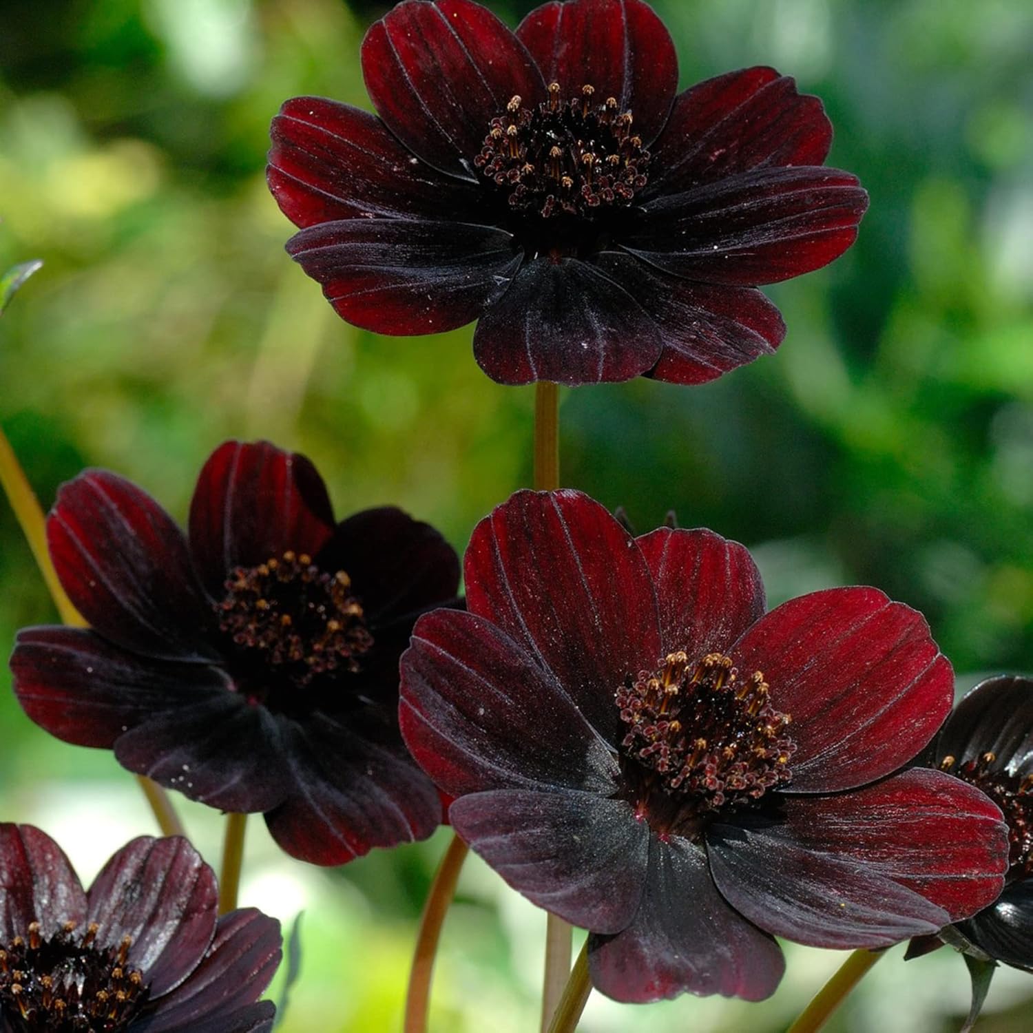 Chocolate Cosmos Seeds  Cosmos Atrosanguineus Perennial with Chocolate Fragrance, Butterfly Attracting Ornamental Flower for Gardens And Containers