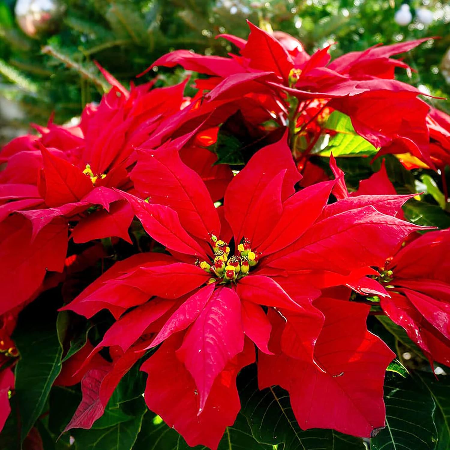 Poinsettia Christmas Star Perennial Shrub Seeds, Drought Tolerant for Landscape, Hedges, Patio And Indoor Outdoor Containers