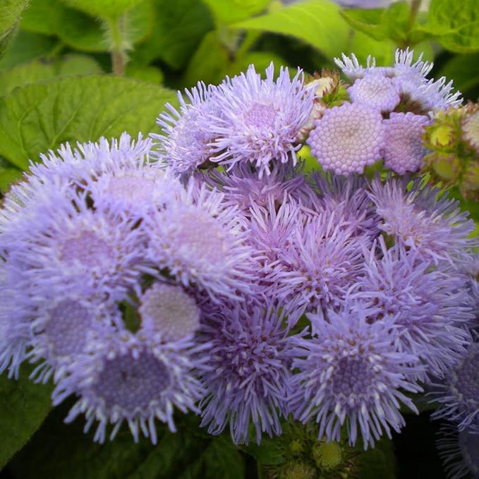 Blue Mistflower Seeds  Hardy Ageratum Conoclinium Coelestinum, Upright Perennial  Flower Seeds