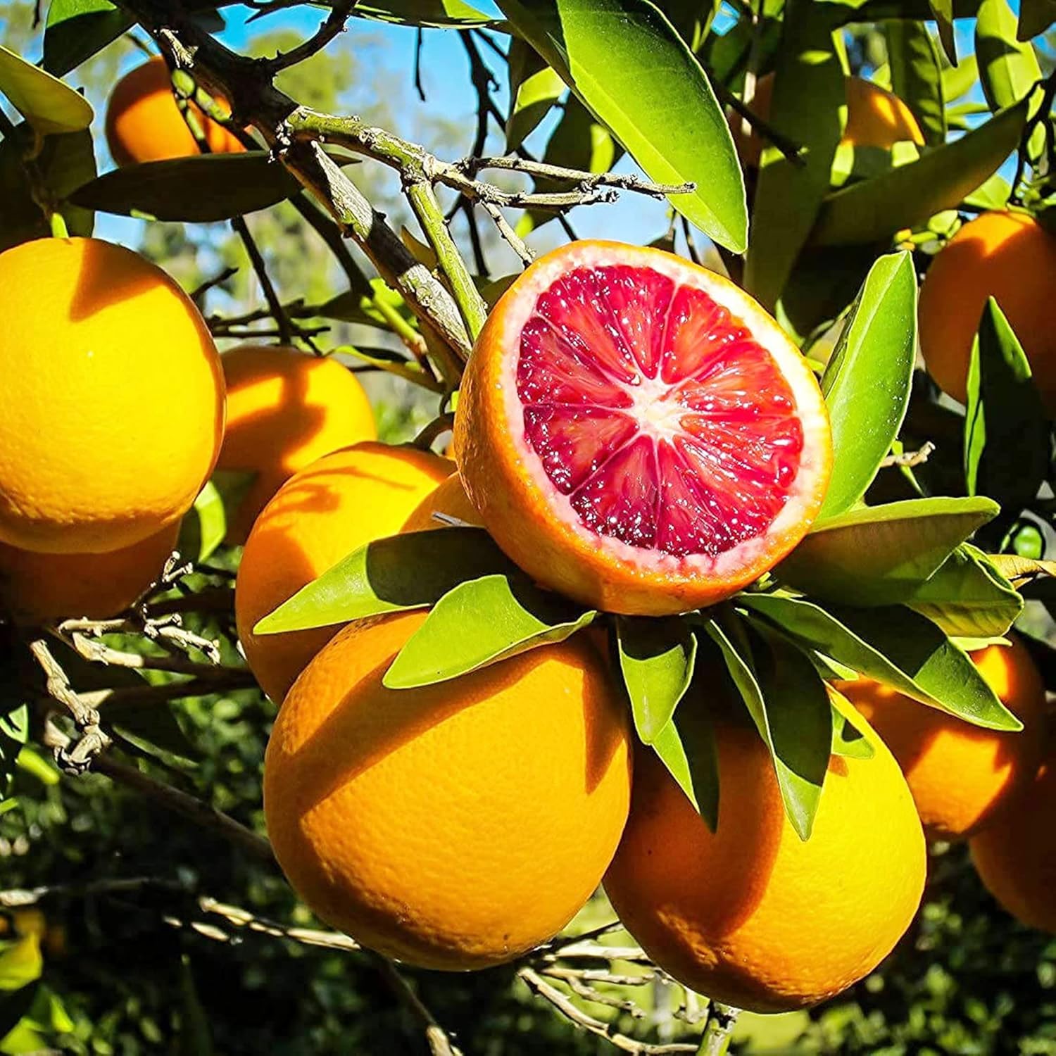 Blutorangenbaumsamen – wächst schnell, ist reich an Vitamin C, saftig, gentechnikfrei, ideal für Behälter, die Terrasse, drinnen und draußen – 20 Stück
