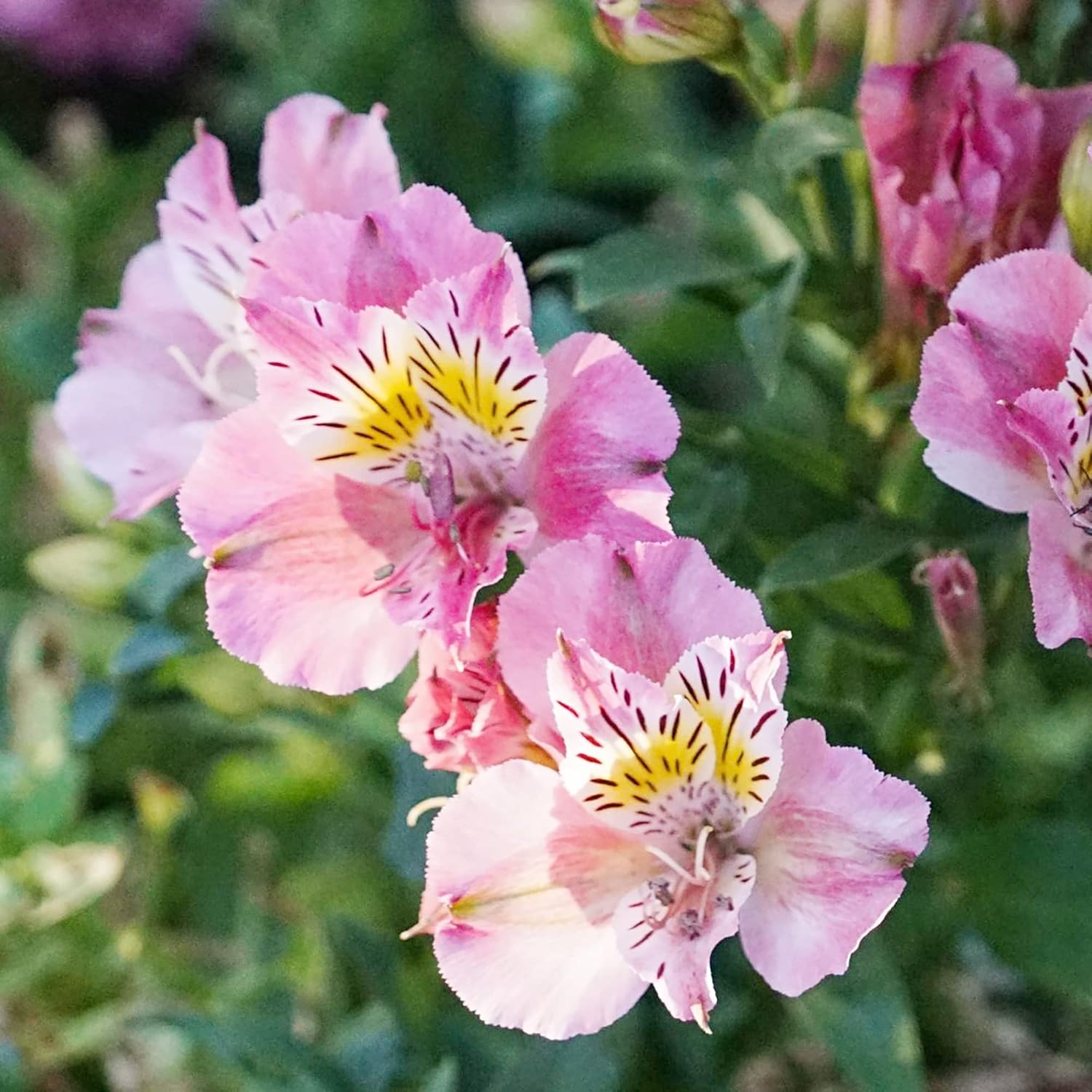 Graines d'Alstroemeria rose à planter - Lys péruvien vivace, parfait pour les fleurs coupées et les bordures de jardin
