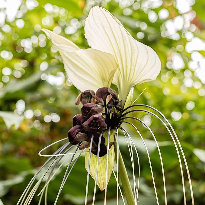 White Batflower Tacca Integrifolia Seeds Tropical Ornamental Indoor Plant, GMO-Free, 5 Pcs