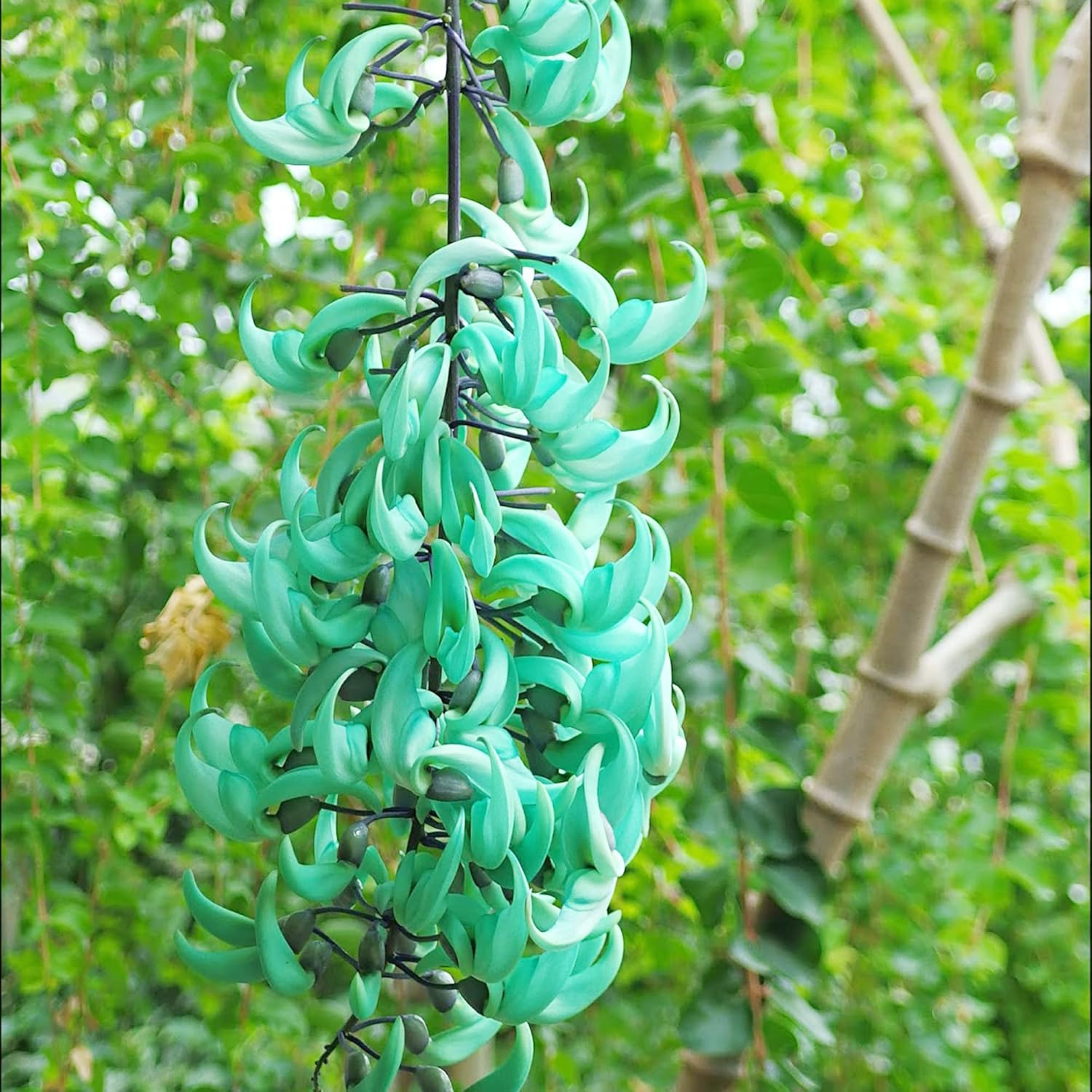 Jade Vine Seeds Strongylodon Macrobotrys  Perennial Woody Vine for Ornamental Patio