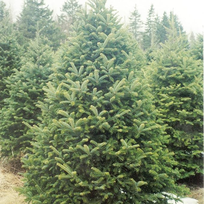Balsam-Tannensamen - Abies Balsamea, immergrüner Nadelbaum mit aromatischem Laub und attraktiver Form, geringer Pflegeaufwand für Gärten und Parks - 30 Stück