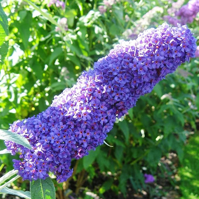 Purple Butterfly Bush Seeds  Buddleia Davidii, Fragrant  Fast Growing, Attracts Butterflies, Drought Tolerant Deciduous Shrub for Garden Bed