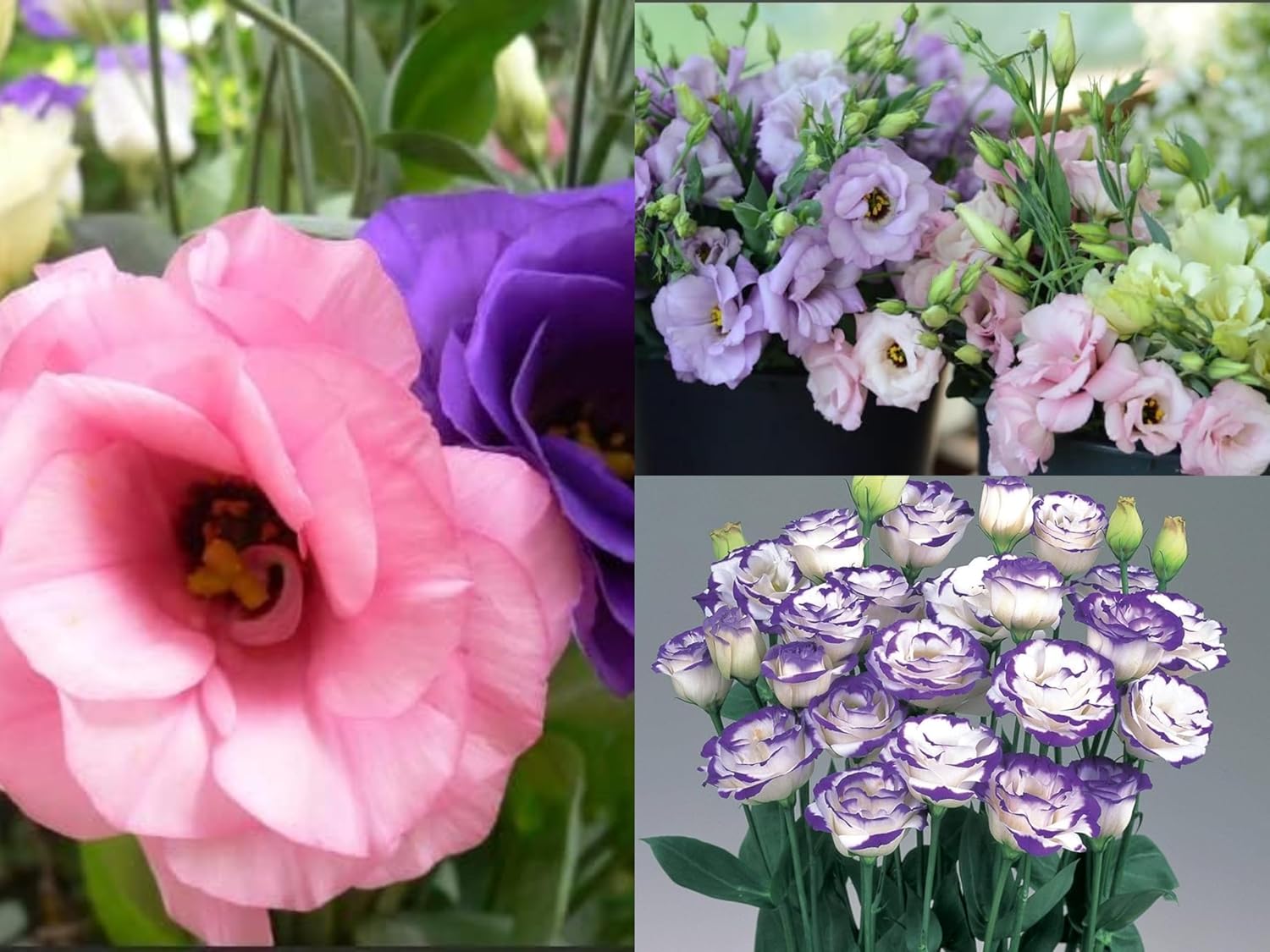 Lisianthus Flower Seeds – Eustoma Grandiflorum Seeds for Garden Planting