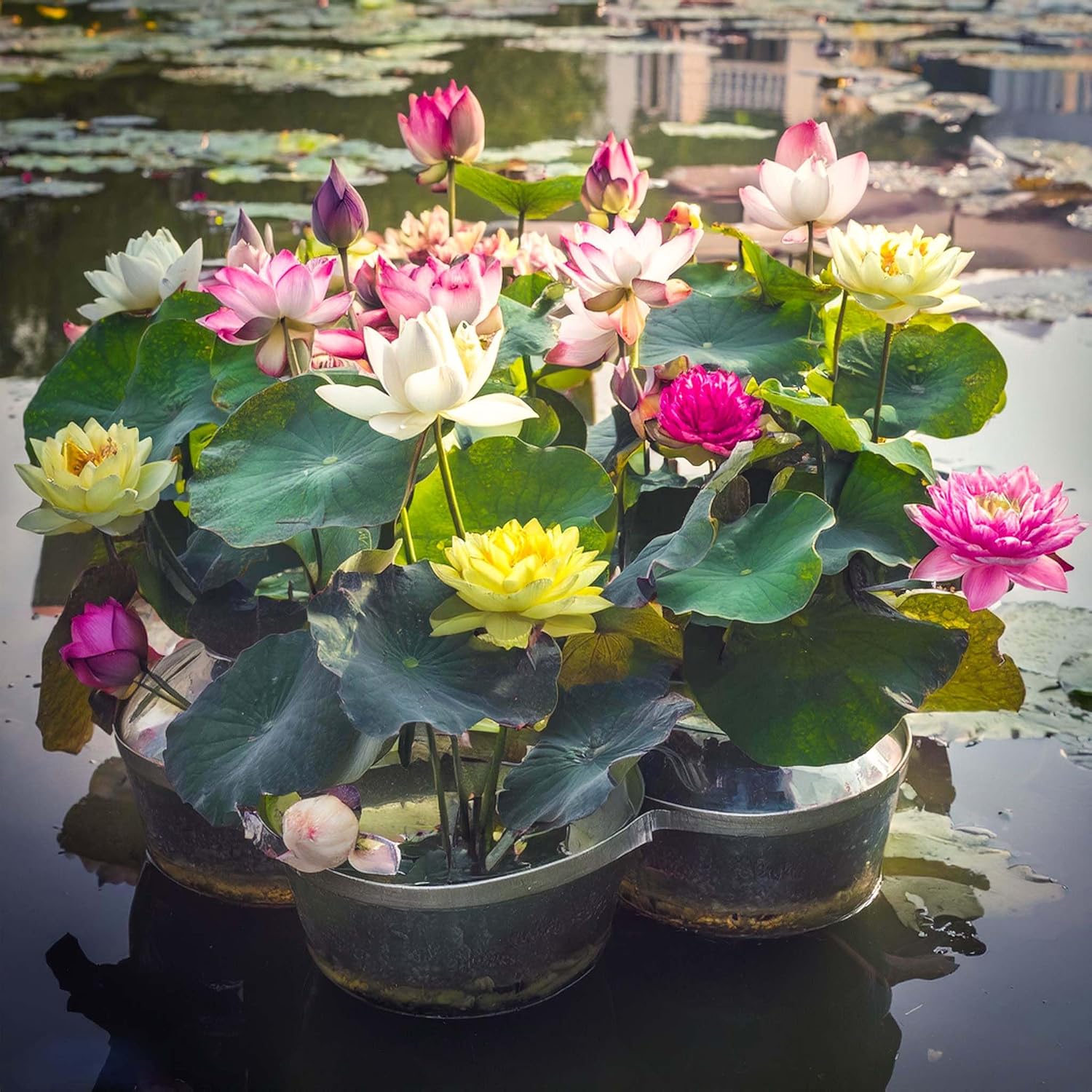 Graines de fleurs aquatiques de lotus Rainbow Bowl pour la plantation, graines de jardinage de qualité supérieure