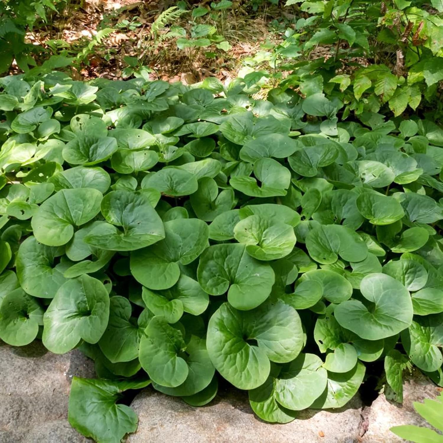 Kanadischer Wildingwer Samen | Asarum Canadense | Mehrjährige Kräutersamen mit attraktivem Laub | Niedrig wachsender Bodendecker für Gärten | Bepflanzung im Freien | 25 Stück