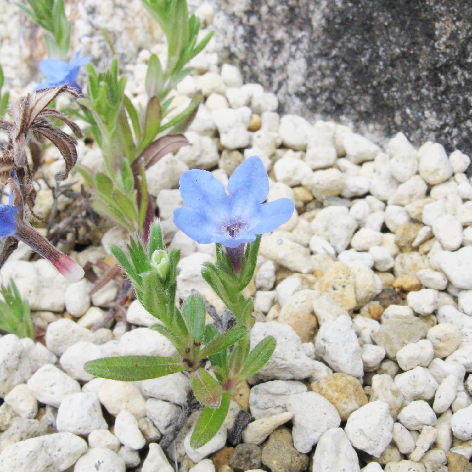 Glandora Diffusa Seeds for Planting- Perennial Hardy Ground Cover for Pathways, Rock Gardens & Containers