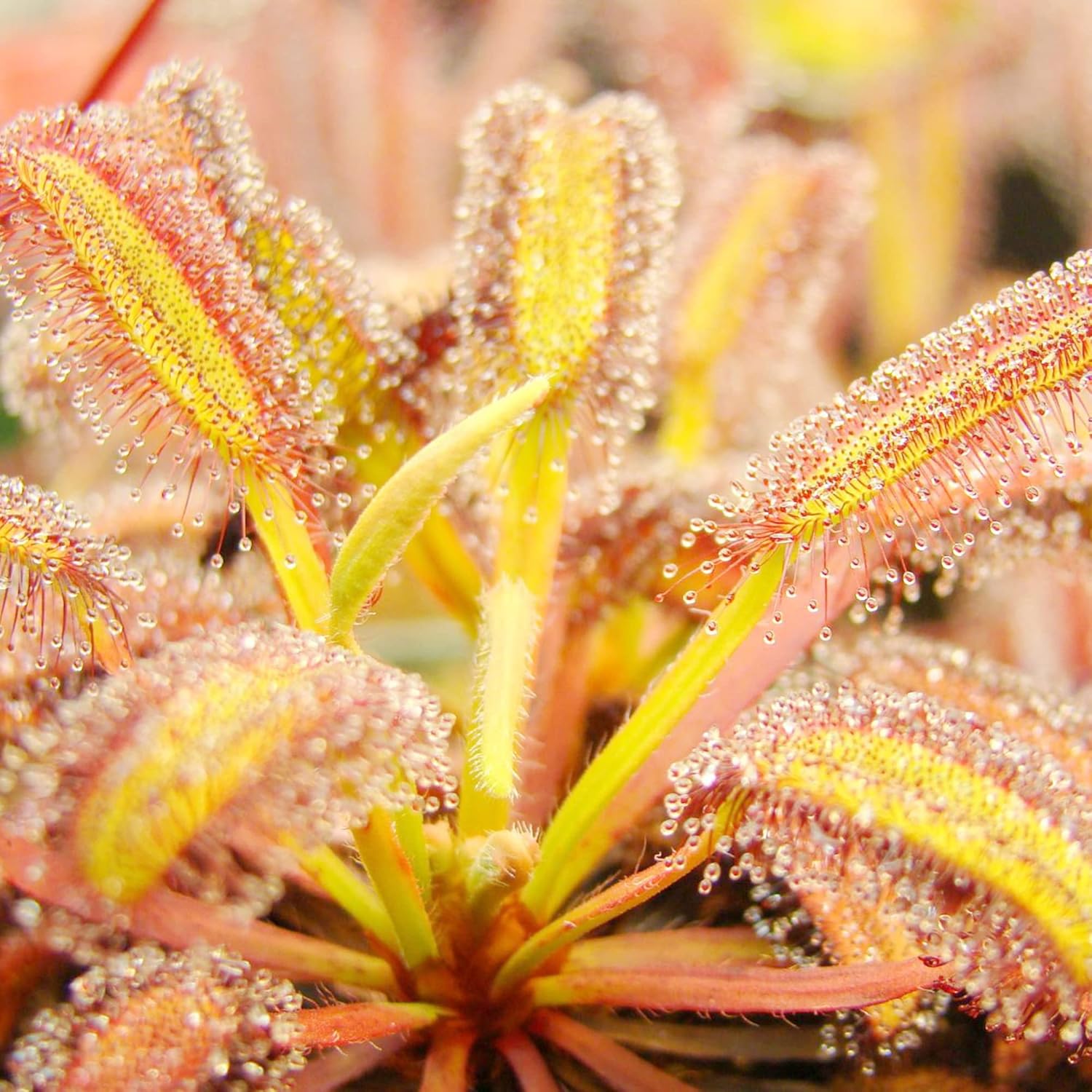 Sonnentausamen Drosera, fleischfressende Pflanzen, einzigartige Methode zum Einfangen von Insekten, dekorative Pflanzen für drinnen und draußen – 30 Stück