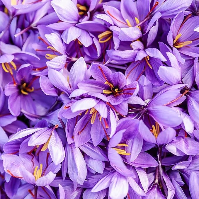 Garden Saffron Seeds, Perennial, Non GMO, Drought Tolerant, Ideal for Container Gardens