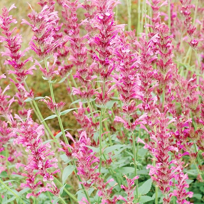 Hummingbird Mint Seeds  Agastache Heather Queen, Fragrant And Deer Resistant, Attracts Hummingbirds, Low Maintenance for Rock Garden And Border