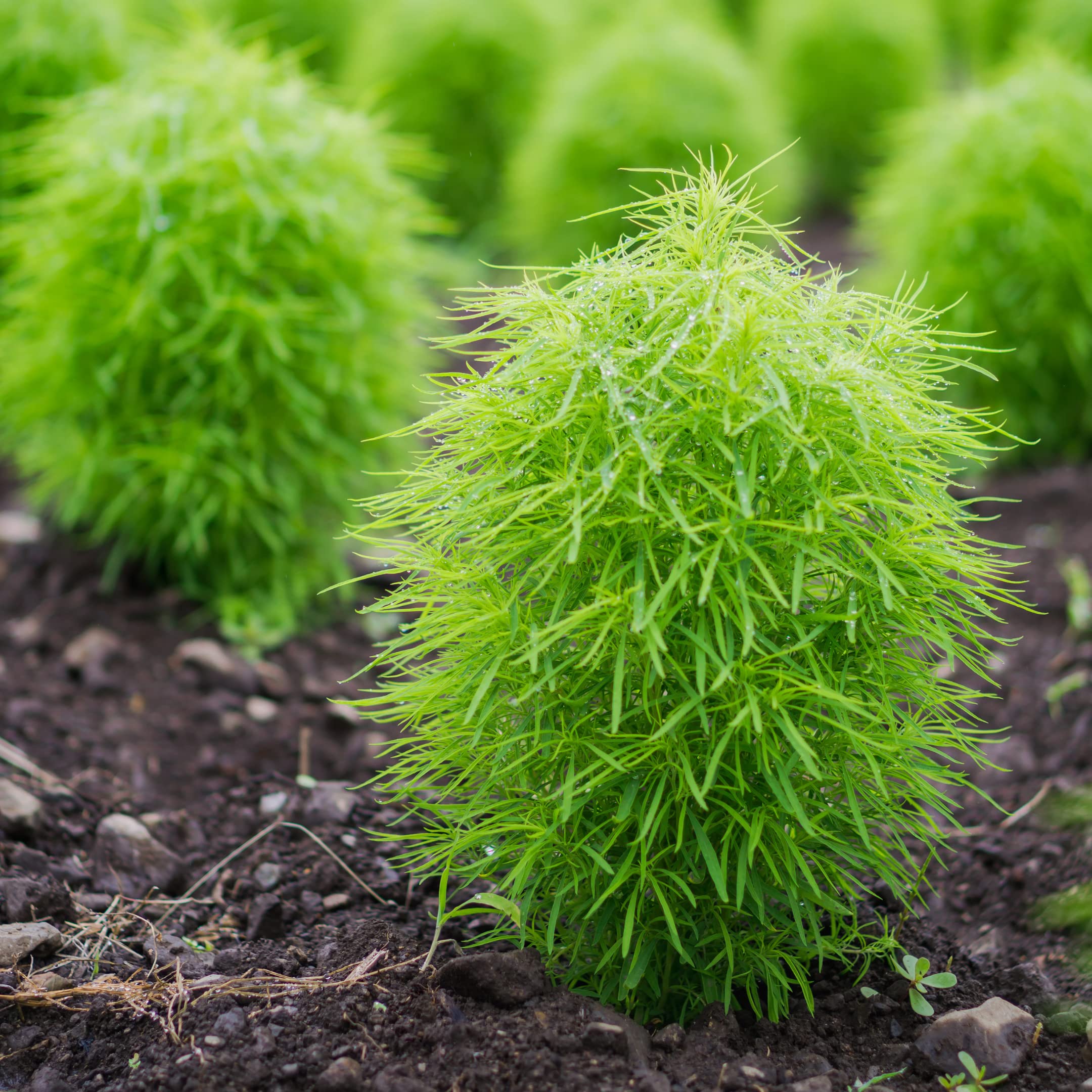 Semi di Kochia Fire Bush per piantare - Fogliame rosso vibrante per splendide esposizioni in giardino