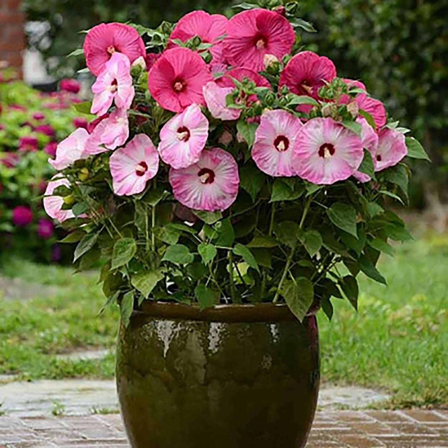Garden  Giant Hibiscus Seeds  Dinnerplate Hibiscus  Moscheutos Swamp Mallow  Perennial Hardy Ornamental Plant  Outdoor Flower Seeds