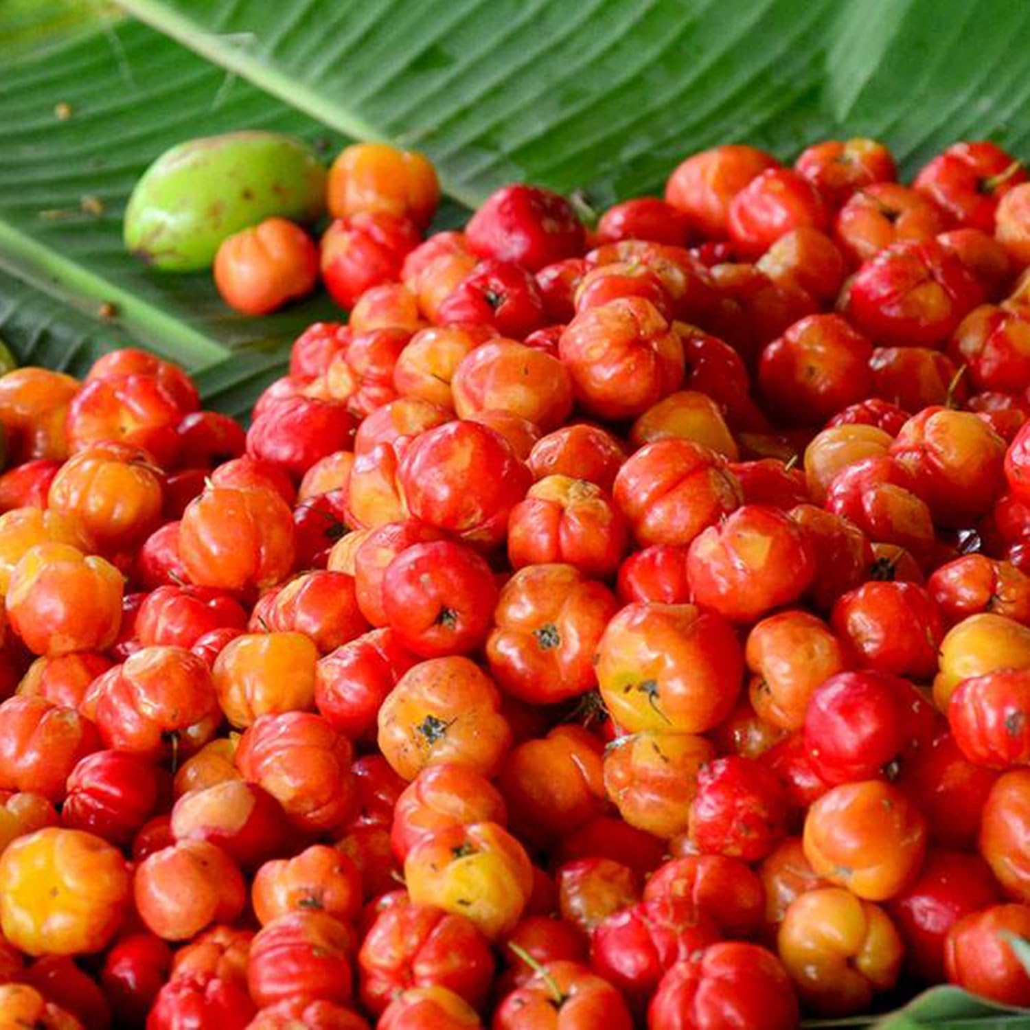 Barbados-Kirschsamen Acerola, Malpighia Emarginata, tropische Frucht, reich an Vitamin C und A, für Säfte, kulinarisch, 10 Stück Fruchtsamen 