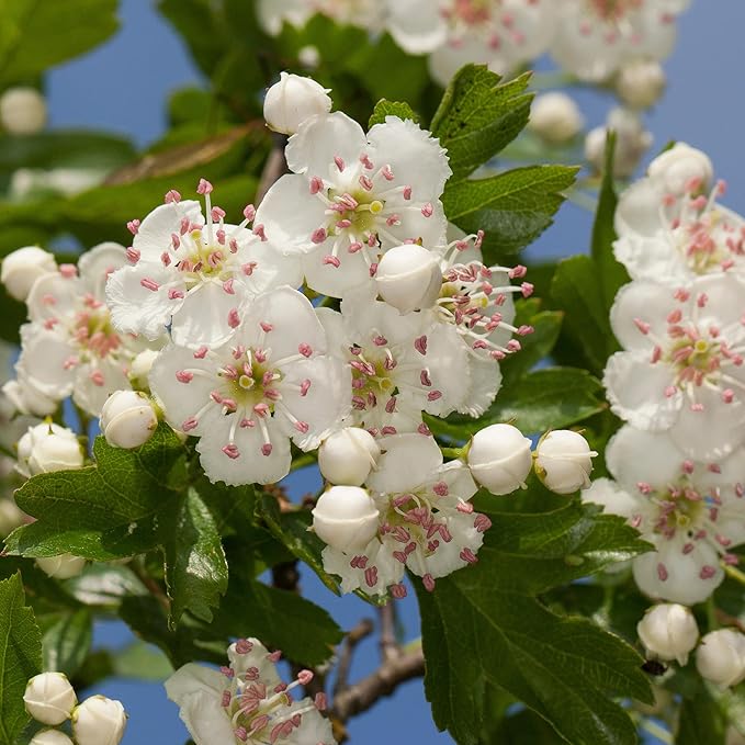 English Hawthorn Seeds - Common Hawthorn Deciduous Tree or Shrub, Ornamental & Edible Fruit for Garden