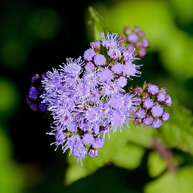 Blue Mistflower Seeds  Hardy Ageratum Conoclinium Coelestinum, Upright Perennial  Flower Seeds