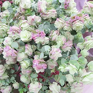 Graines d'origan ornementales pour jardins et paysages, couvre-sol nécessitant peu d'entretien et attractif pour les pollinisateurs - 50 pièces