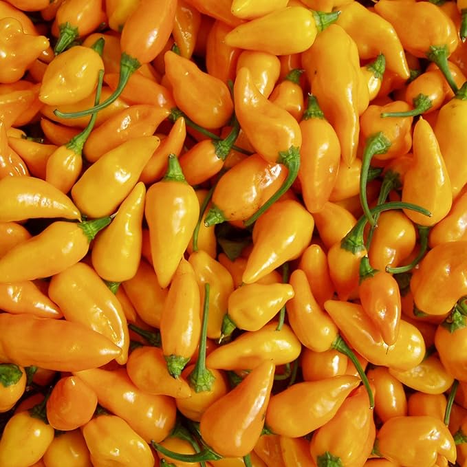 Datil Pepper Seeds For Planting