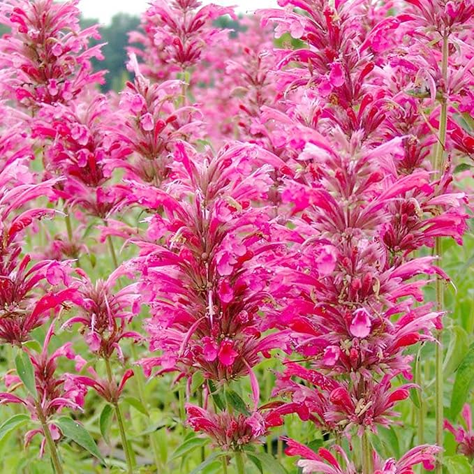Hummingbird Mint Seeds  Agastache Heather Queen, Fragrant And Deer Resistant, Attracts Hummingbirds, Low Maintenance for Rock Garden And Border