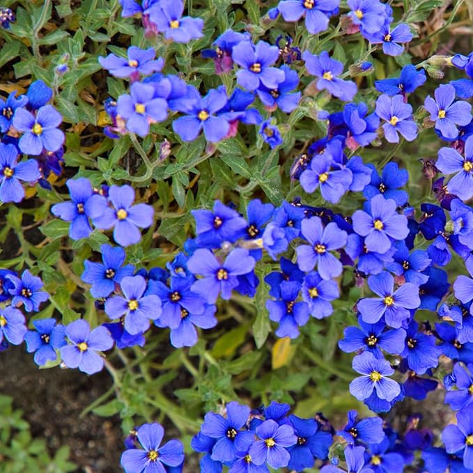 Blue Rock Cress Seeds, Perennial Ground Cover for Stunning Garden Borders