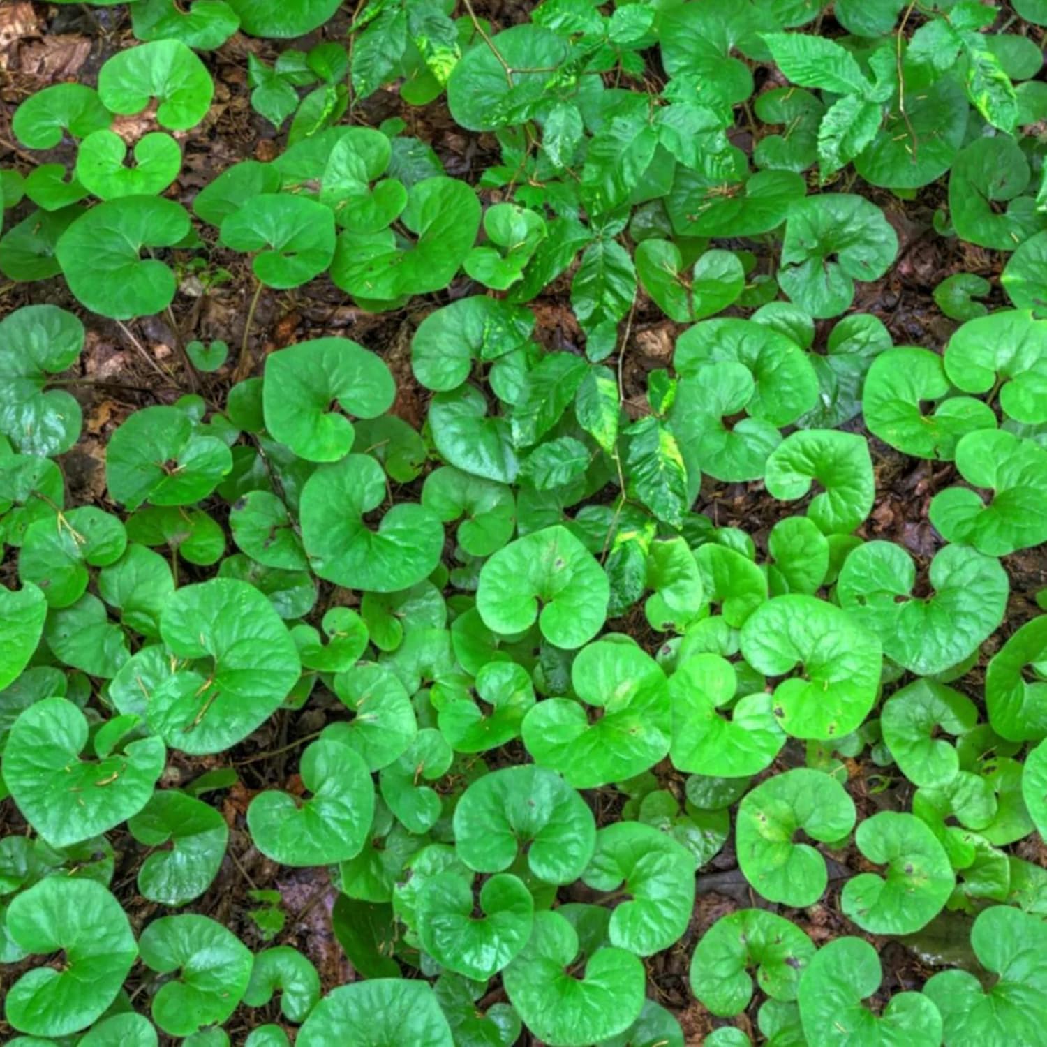 Kanadischer Wildingwer Samen | Asarum Canadense | Mehrjährige Kräutersamen mit attraktivem Laub | Niedrig wachsender Bodendecker für Gärten | Bepflanzung im Freien | 25 Stück