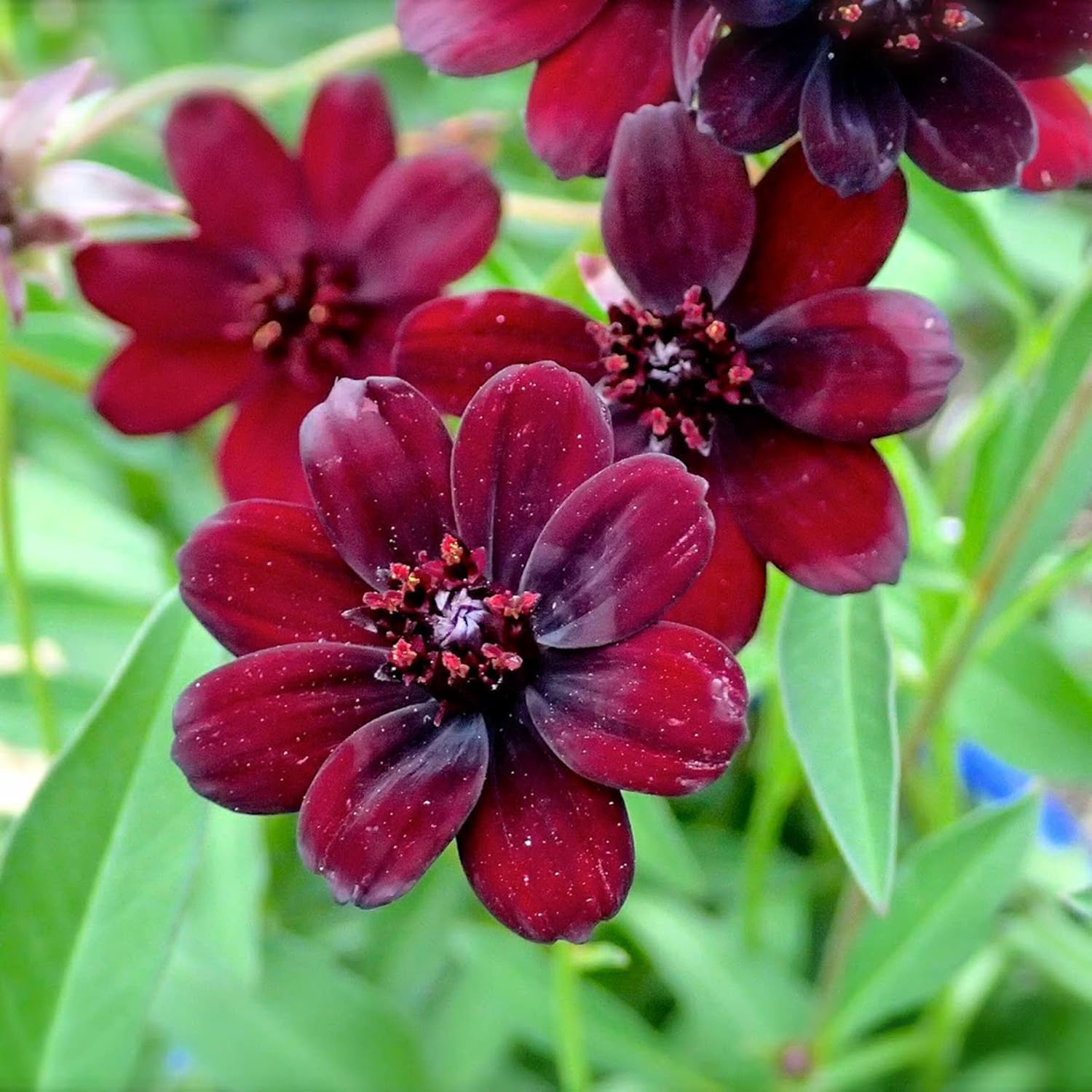 Chocolate Cosmos Seeds  Cosmos Atrosanguineus Perennial with Chocolate Fragrance, Butterfly Attracting Ornamental Flower for Gardens And Containers