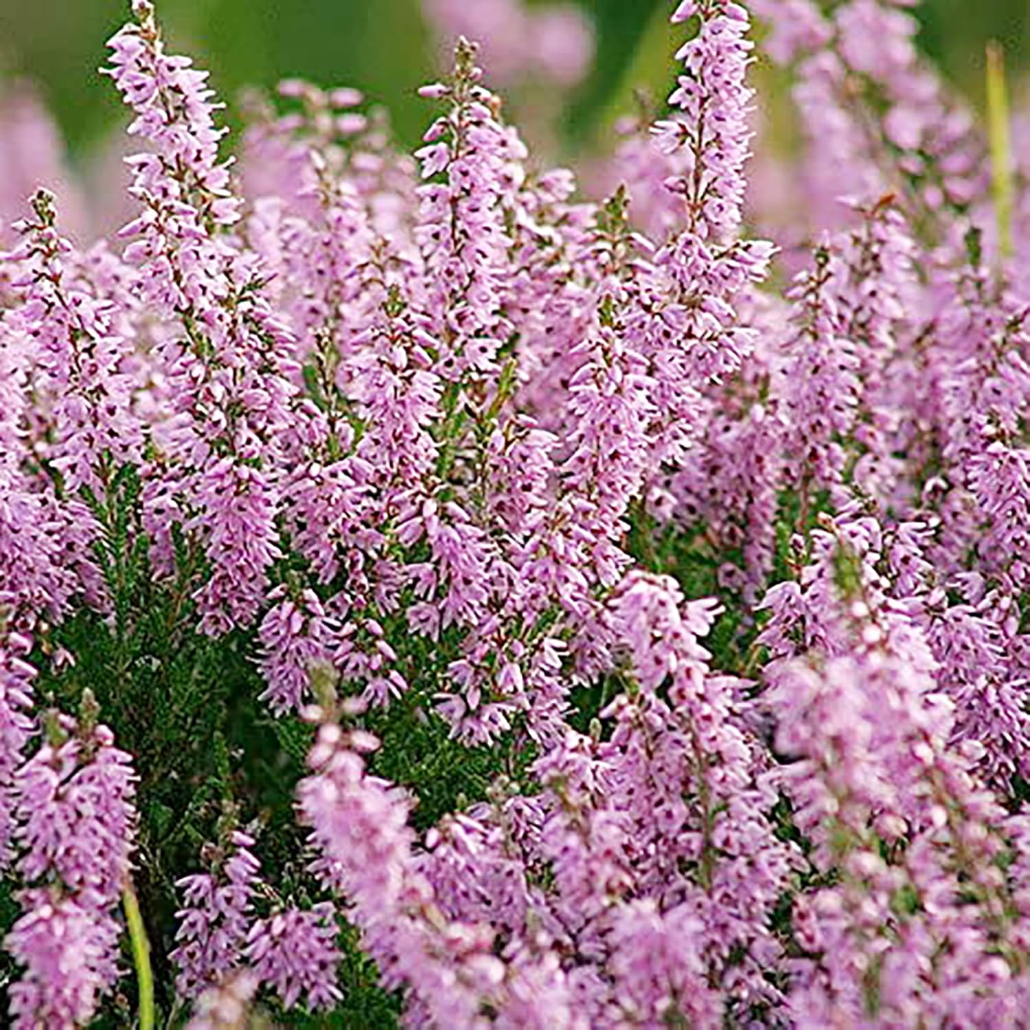 Scotch Heather Seeds for Planting,Calluna Vulgaris Low-Growing Evergreen Shrub for Patios